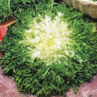 Endive- Pancalieri Fine Cut