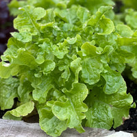 Green Saladbowl – Organic Lettuce Seed