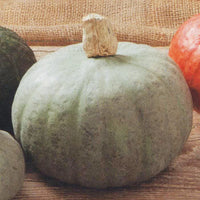 Shokichi Green – Kabocha Squash Seed