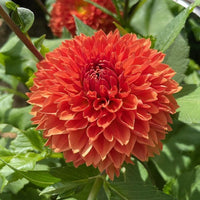 Orange Impact Dahlia
