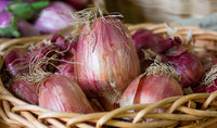 Rossa di Milano – Organic Pelleted Onion Seed