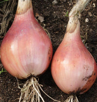 Camelot – Shallot Seed