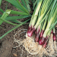 Feast – Onion Seed