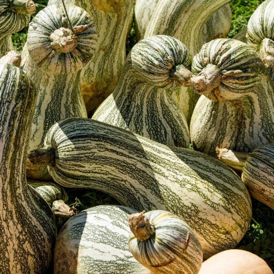 Cushaw Pumpkin Vegetable Seeds for Planting – Heirloom, Non-GMO Pumpkin Seeds for Your Garden