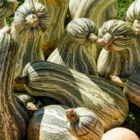 Cushaw Pumpkin Vegetable Seeds for Planting – Heirloom, Non-GMO Pumpkin Seeds for Your Garden
