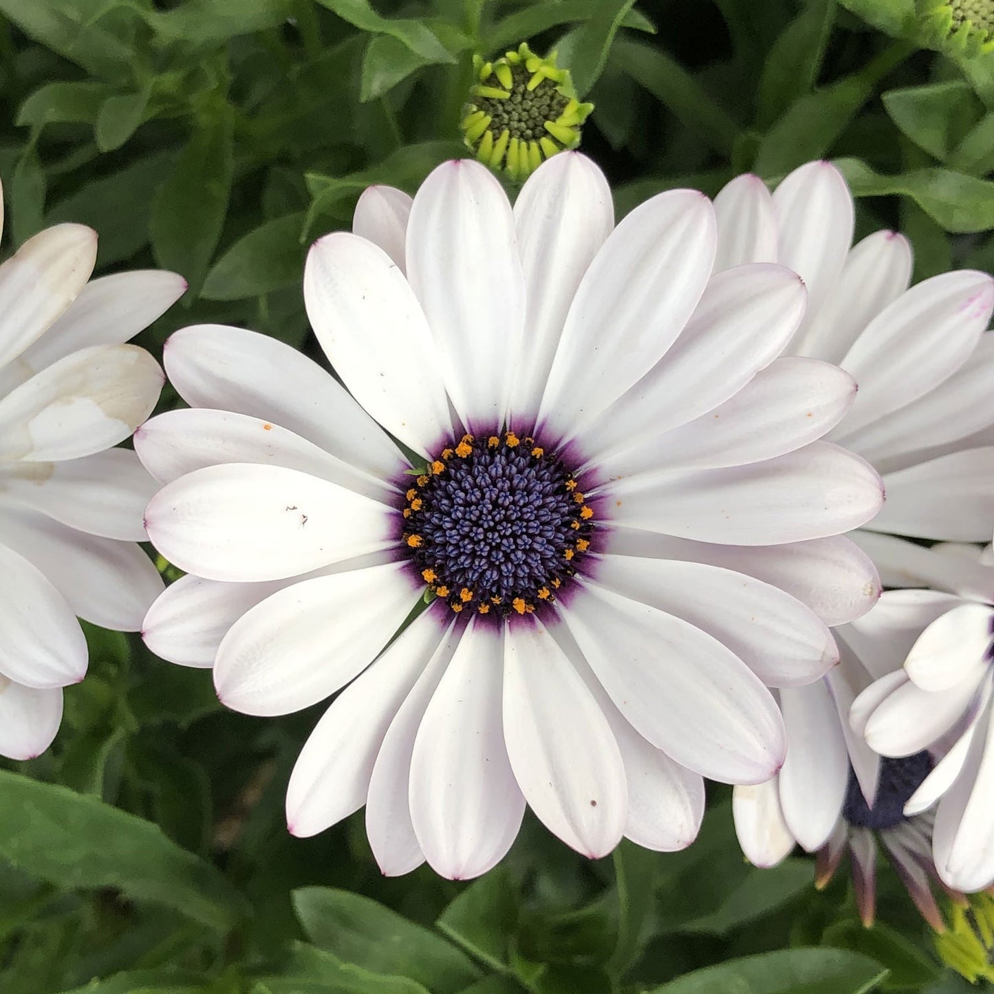 Osteospermum Flower Seeds, Heirloom, Non-GMO Seeds for Planting for planting in home garden