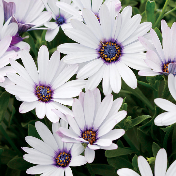 Osteospermum Flower Seeds, Heirloom, Non-GMO Seeds for Planting