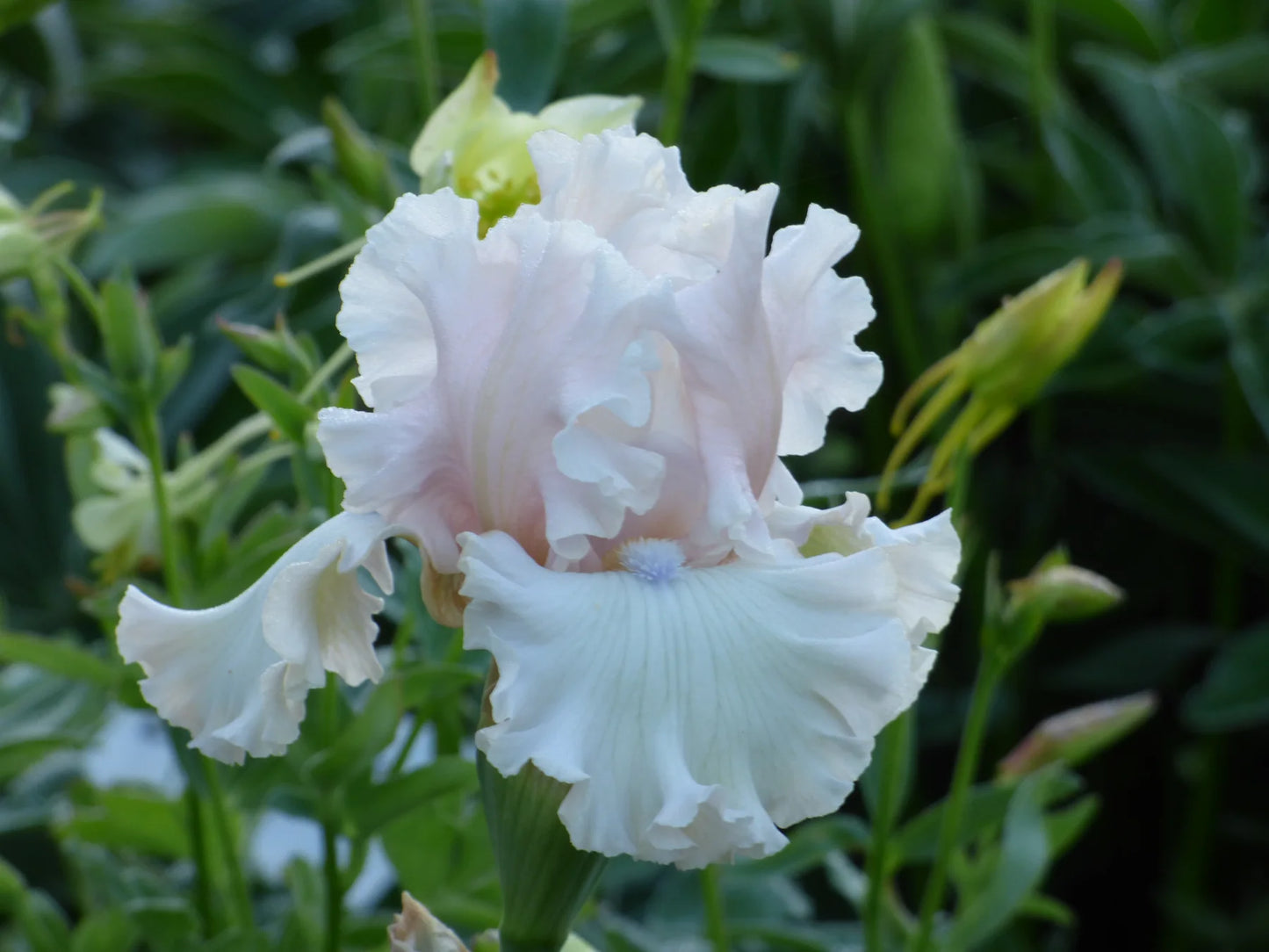 Head Over Heels Bearded Iris Seeds
