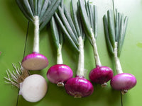 Desert Sunrise – Onion Seed