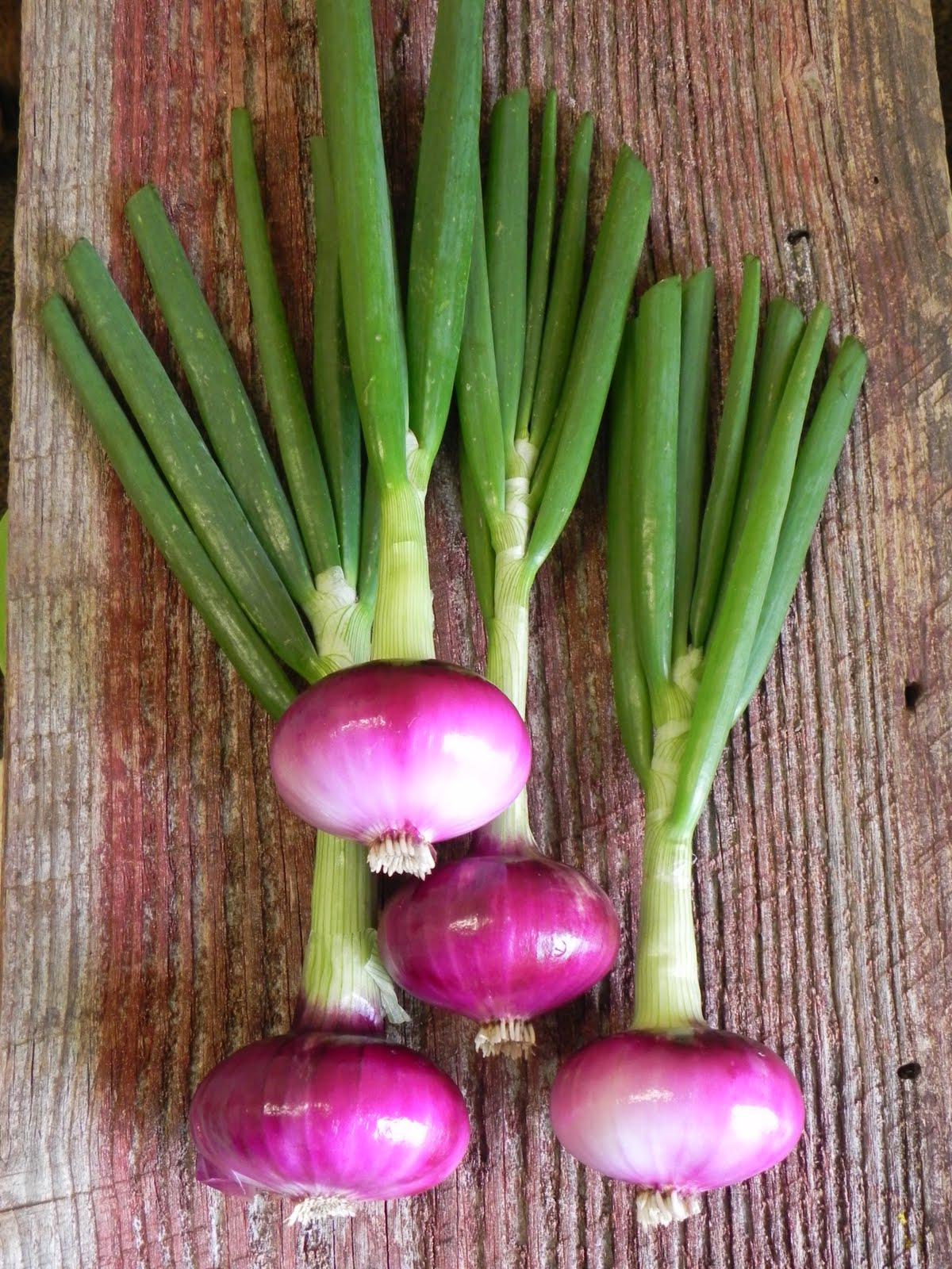 Desert Sunrise – Onion Seed