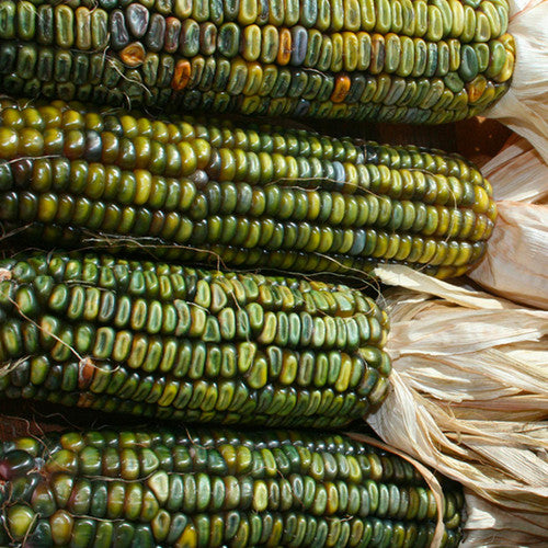 Oaxacan Green – Corn Seed