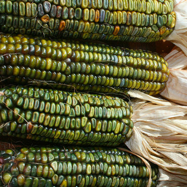 Oaxacan Green – Corn Seed