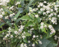 Heirloom Old Man’s Beard Flower Seeds, Non-GMO Feathered Blooms for Planting - Old for planting in home garden