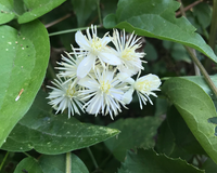 Heirloom Old Man’s Beard Flower Seeds, Non-GMO Feathered Blooms for Planting