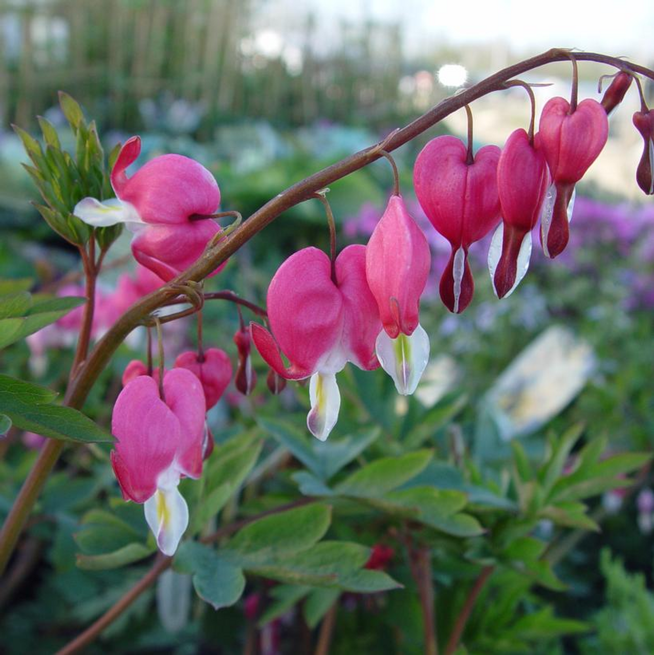 Old-Fashioned Bleeding Heart