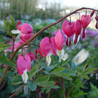 Old-Fashioned Bleeding Heart