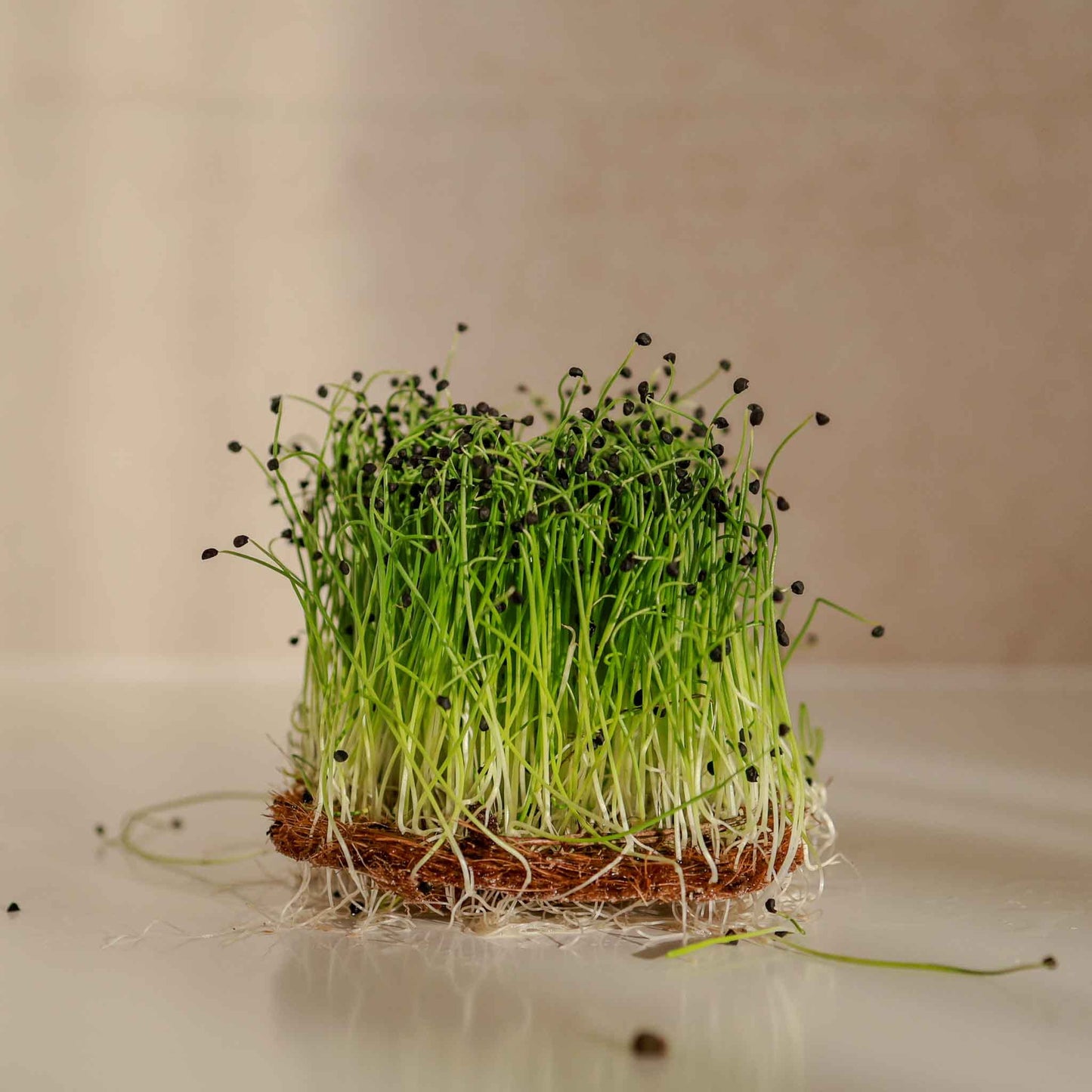 Scallion – Organic Microgreen Seed