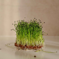 Scallion – Organic Microgreen Seed