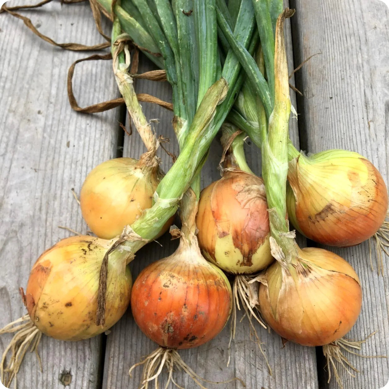 New York Early – Organic Onion Seed