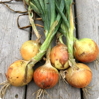 New York Early – Organic Onion Seed
