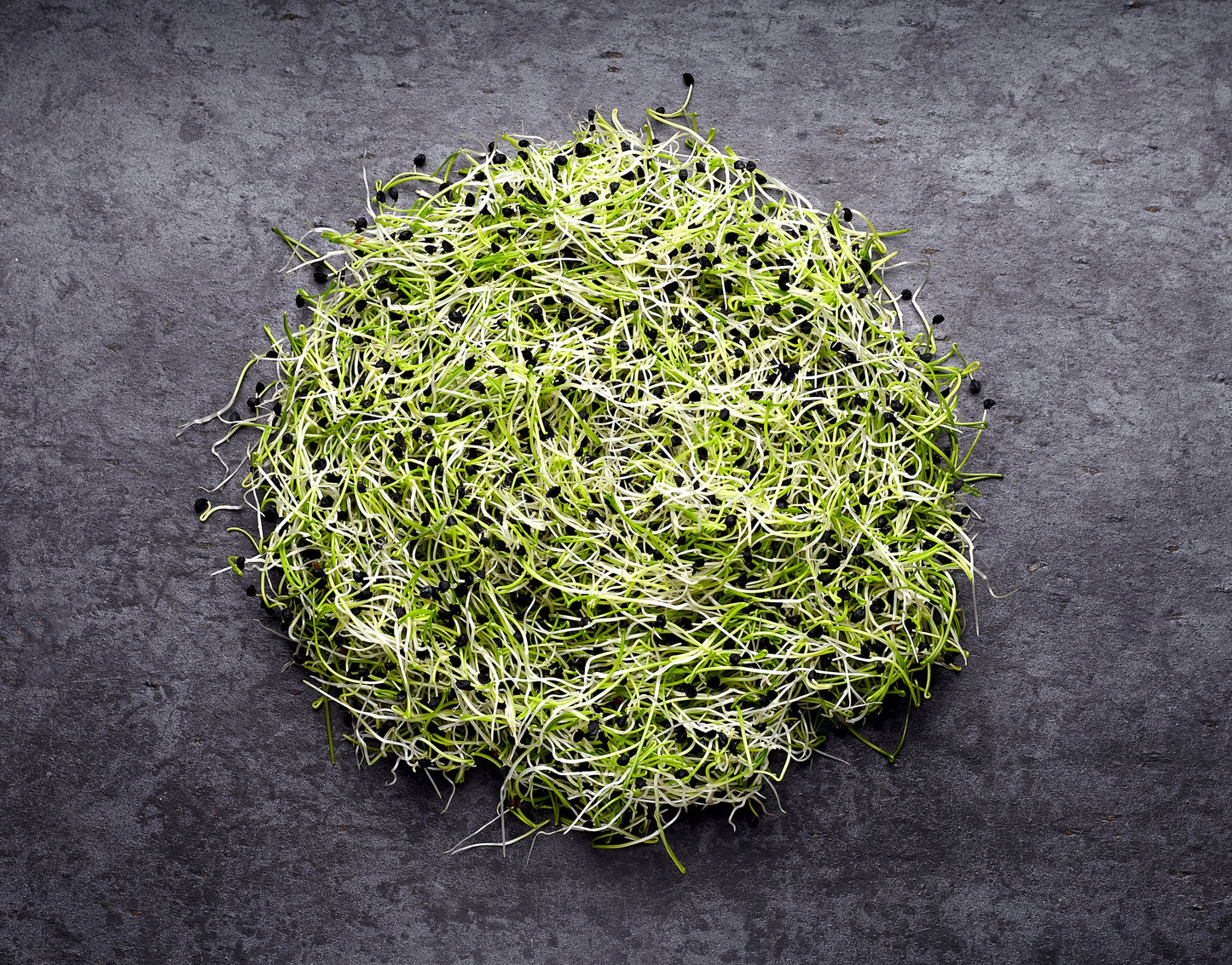 Onion – Organic Sprouting Seeds