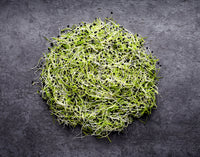 Onion – Organic Sprouting Seeds