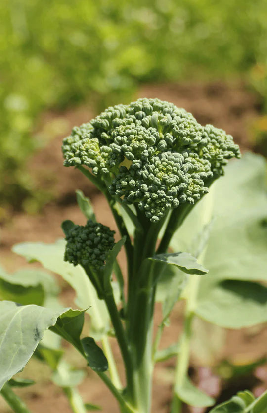 Atlantis – Sprouting Broccoli Seeds