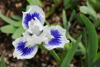 Open Your Eyes Dwarf Bearded Iris Seeds