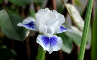 Open Your Eyes Dwarf Bearded Iris Seeds