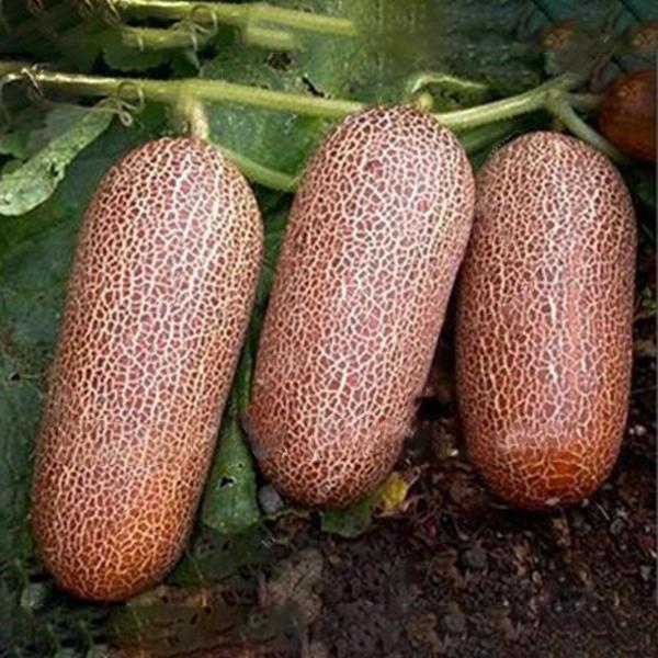 Orange Cucumber Seeds Fresh Crisp Vegetable Fruit Seed