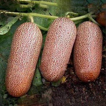 Orange Cucumber Seeds Fresh Crisp Vegetable Fruit Seed