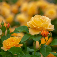 Orange Freedom Rose