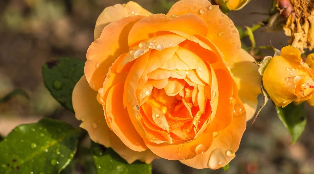 Orange Freedom Rose