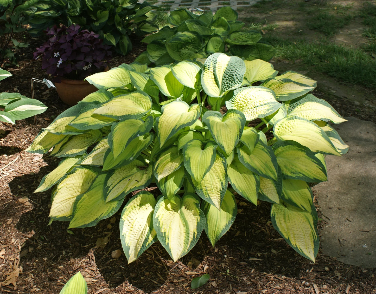 Orange Marmalade Hosta