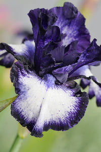 Oreo Bearded Iris