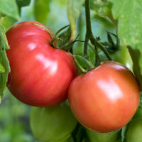 German Johnson – Organic Tomato Seed