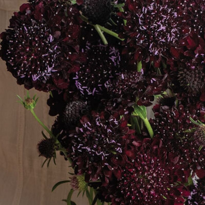 Black Beauty – Organic Scabiosa Seed