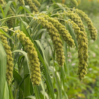Lime Light Spray Millet – Ornamental Grass