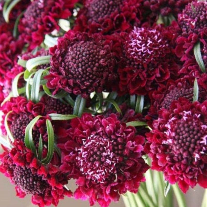 Merlot Red – Organic Scabiosa Seed