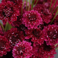 Merlot Red – Organic Scabiosa Seed