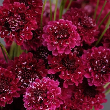 Merlot Red – Organic Scabiosa Seed
