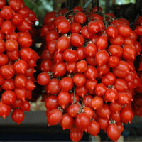 Piennolo Tomato Vegetable Seeds for Planting - Heirloom & Non-GMO Seeds