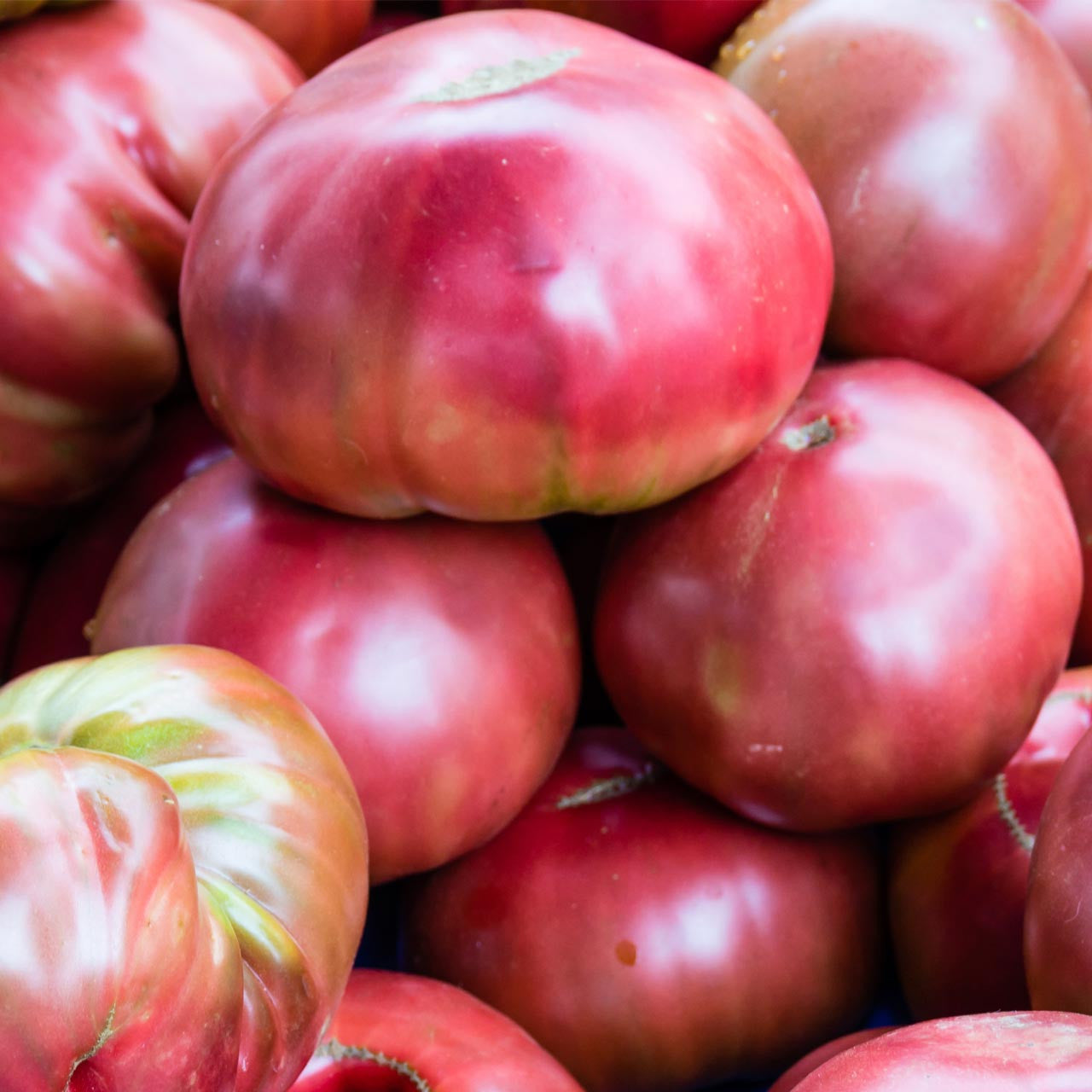 Pink Berkeley Tie Dye – Organic Tomato Seed