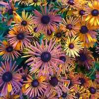 Chim Chiminee Mix – Rudbeckia Seed