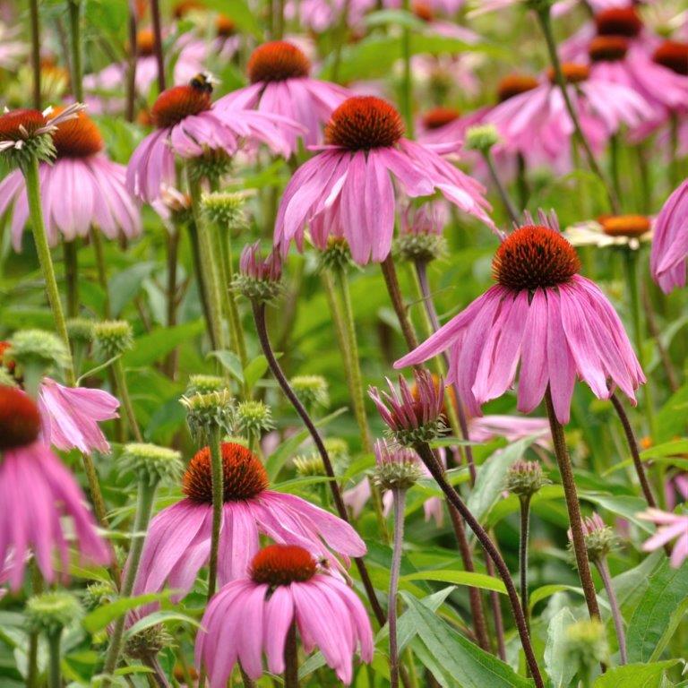 Organic Echinacea Seeds