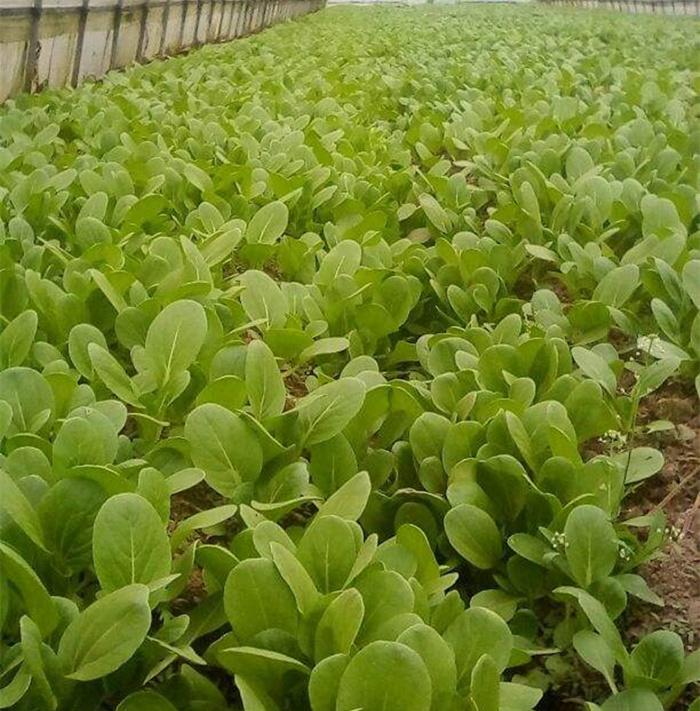 Organic Vegetable Seeds Vegetable Seeds