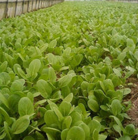 Organic Vegetable Seeds Vegetable Seeds