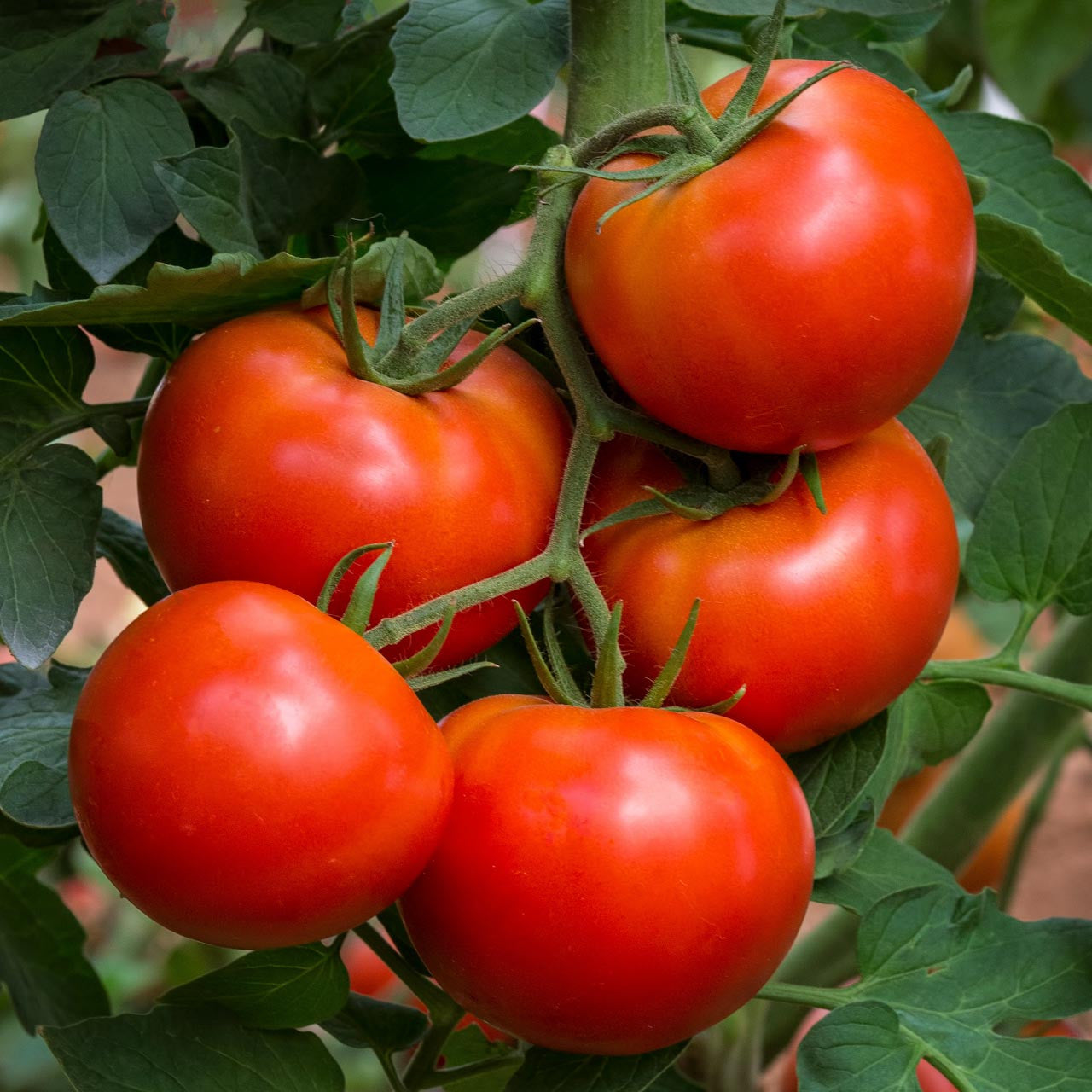 Wisconsin 55 – Organic Tomato Seed