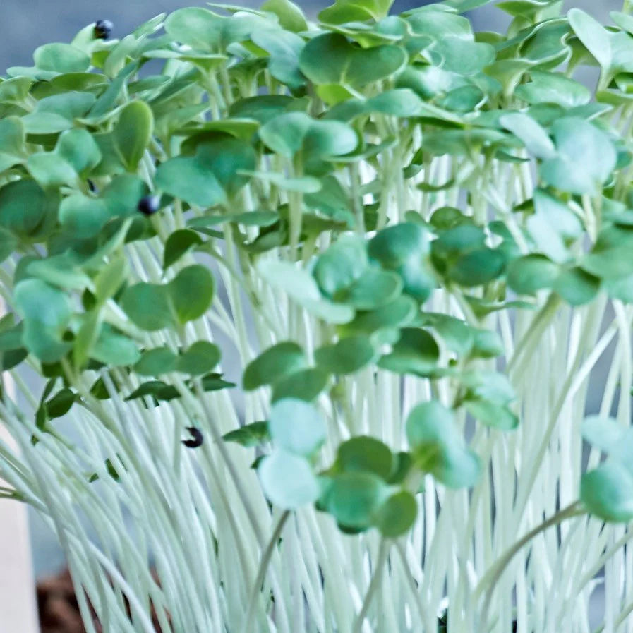 Broccoli – Organic Microgreen Seed
