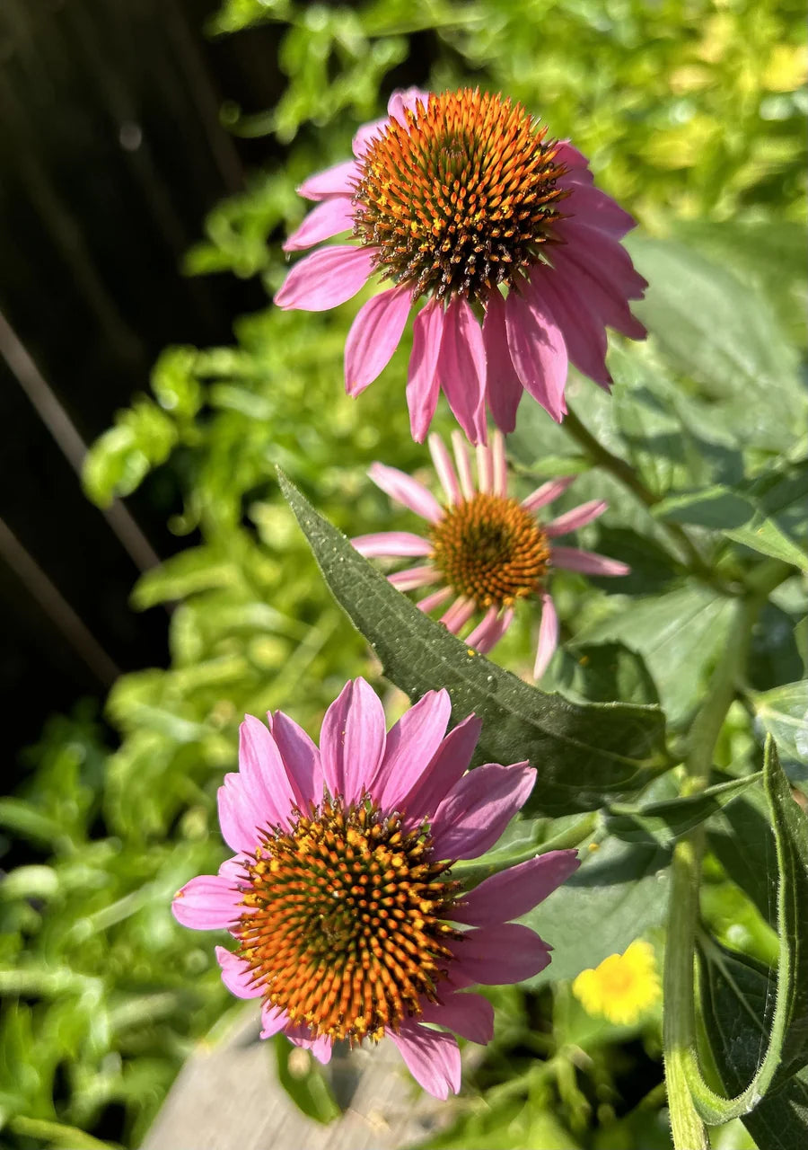 Organic Echinacea Seeds